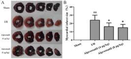 Scielo Brasil Alprostadil Attenuates Myocardial Ischemia