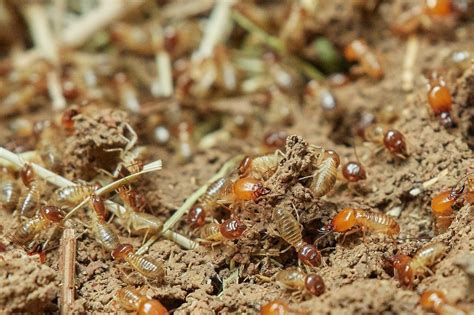 How Much Does Mulch Attract Termites · Clean And Green Pest Control Northern Beaches