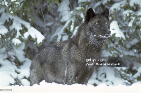 Black Timber Wolf High Res Stock Photo Getty Images