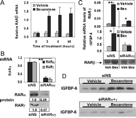 The Role Of Rar In The Induction Of Igfbp A Time Course Of The