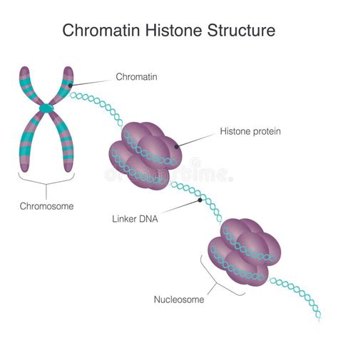 Gráfico Vectorial De La Estructura De La Histona Cromatina Ilustración