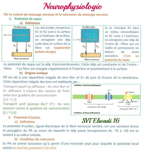 Bac Sc expérimentales Sciences SVT Un excellent résumé de neurophysiologie