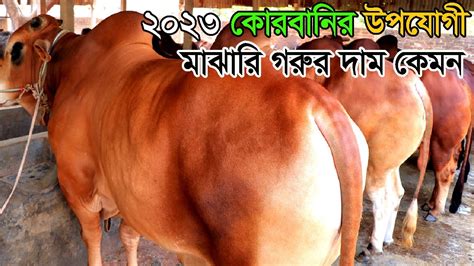 কোরবানির উপযোগী ছোট মাঝারি গরু গুলো কেমন দাম চাচ্ছে প্রন্তিক খামারিরা