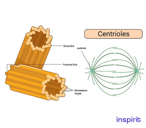 Cell Structure Study Guide Part Inspirit