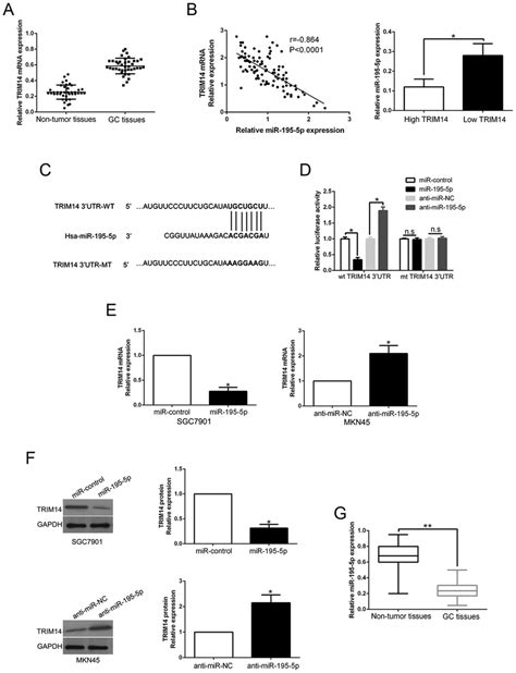 Trim14 Is Identified As A Direct Target Of Mir 195 5p In Gc A