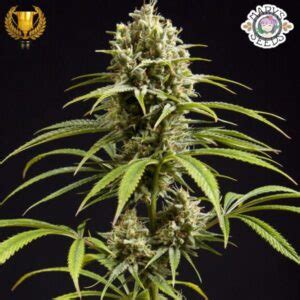 Fruity Jack Jack El Frutero Marys Seeds Cannabis Seeds