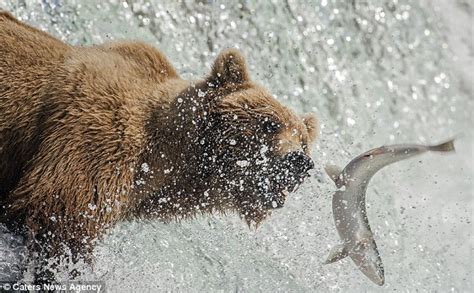 Annual salmon run is bears' biggest dinner date of the year in Alaska | Daily Mail Online