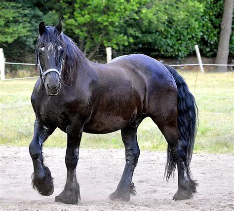 Friesian Horse Colors: Beyond Black – Horse FAQ’s