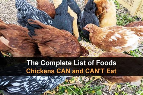 The Complete List Of Foods Chickens Can And Cant Eat