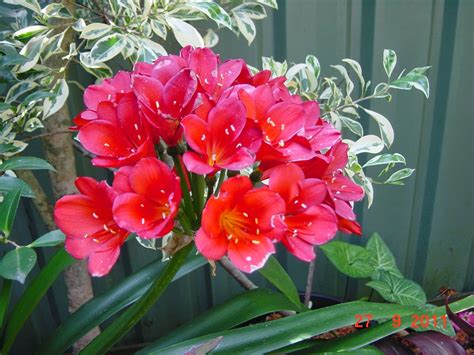 Clivias in Colour, Central Coast, NSW, Australia: Real red clivia - for ...