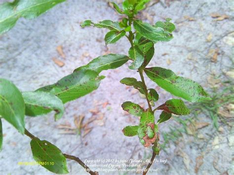 Black Pussy Willow Bushes In The Trees And Shrubs Forum Garden Org