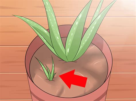 How To Care For Your Aloe Vera Plant 10 Steps With Pictures