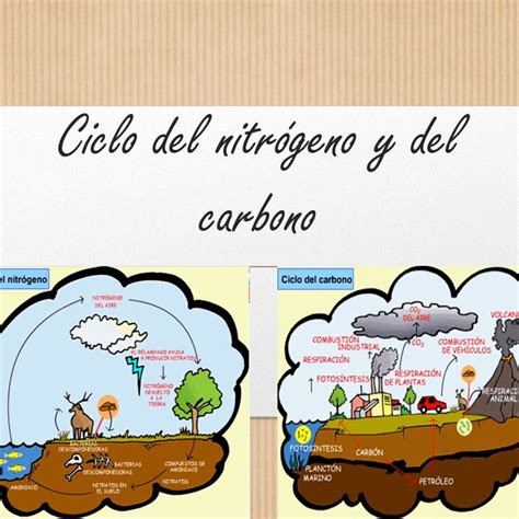 Ciclo Del Nitr Geno Y Del Carbono