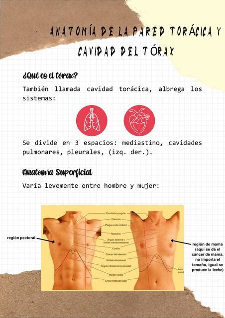 Anatom A De La Pared Tor Cica Y Cavidad Del T Rax Dirk Carnero
