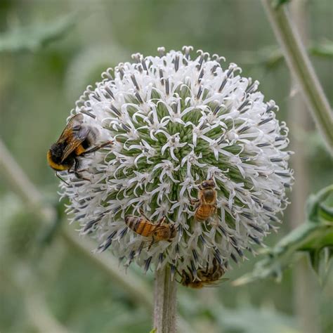 Glandular Globethistle Echinops Sphaerocephalus Arctic Glow Spherical