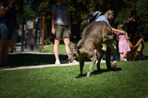 Australian Kangaroo is in the Zoo Habitat Stock Image - Image of mammal ...