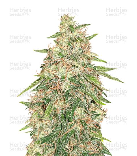 G Force Flying Dutchmen Cannabis Samen Zu Verkaufen Herbies Seeds