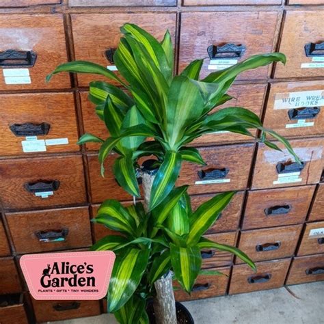 Dracaena Marginata Staggered Cane Alice S Garden Online Shop