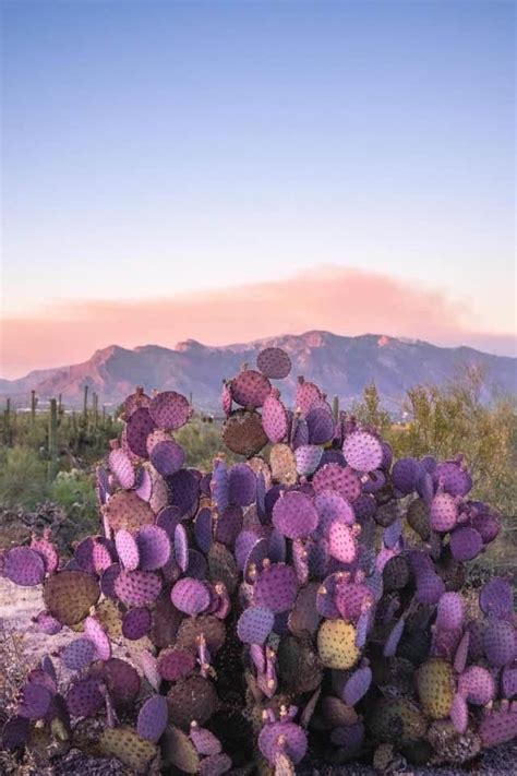 Pin By Denise Eskildson On Arizona Beautiful Landscape Photography