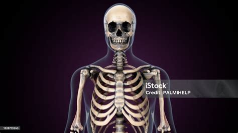 Foto De Anatomia Do Esqueleto Axial Do Esqueleto Humano Ilustração 3d E Mais Fotos De Stock De