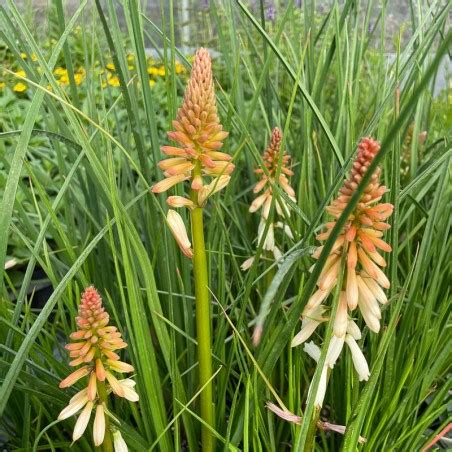 Kniphofia Orange Vanilla Popsicle Le Chatel Des Vivaces