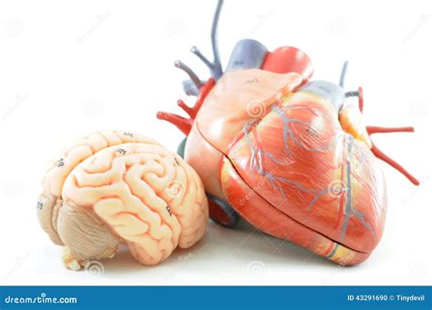 Anatomy Of Human Heart And Brain Stock Photo - Image of care, lobe ...