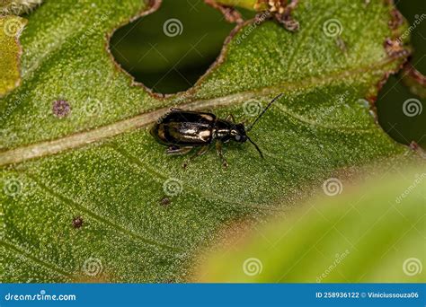 Adult Leaf Beetle Stock Photo Image Of Tortoise Polyphaga 258936122