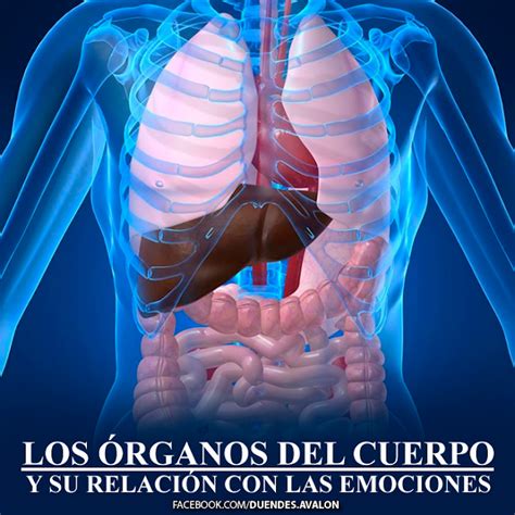 Somos Pura Energ A Los Organos Del Cuerpo Y Su Relaci N Con Las