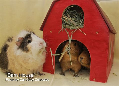 Cali Cavy Collective: a blog about all things guinea pig: Wooden guinea ...