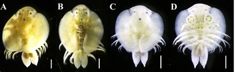 Argulus Coregoni From Tochigi Prefecture Japan Male A And Female