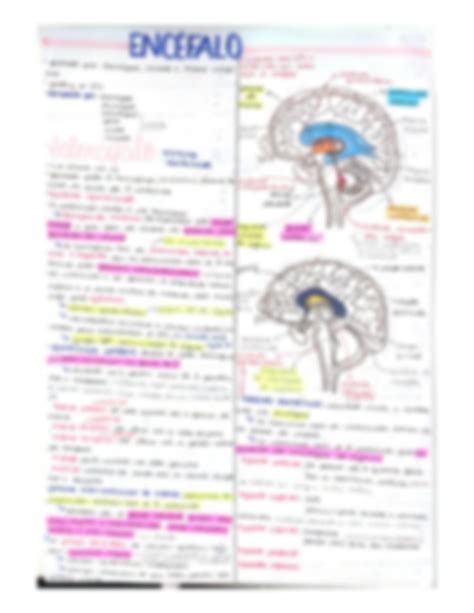 Solution Resumo Neuroanatomia Meninges E Encéfalo Studypool