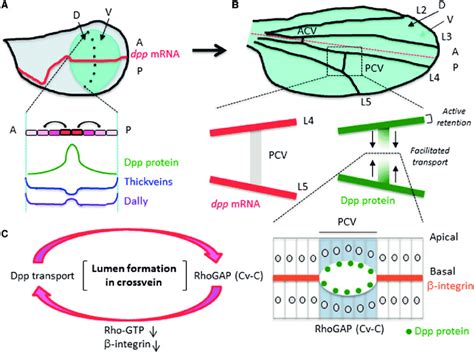 Spatial Distribution Of Dpp Is Regulated By Distinct Extracellular