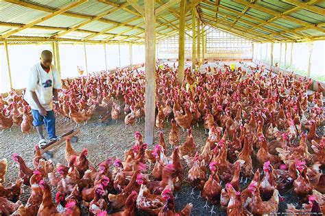 How Lack Of Proper Know How Affects Poultry Keepers In Tanzania The