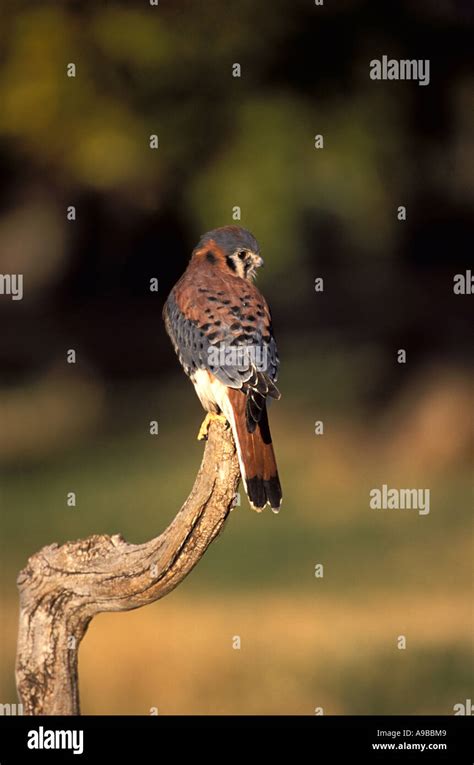 American Kestrel Falco Sparverius Adult Male Bird Of Prey Perched On