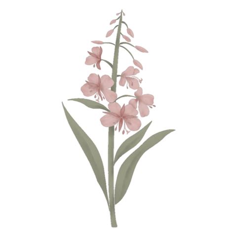 Stemmed Fireweed 45 Stl File — Flourdshop