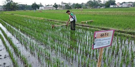 Climate Smart Rice Cultivation Combating Global Warming Without