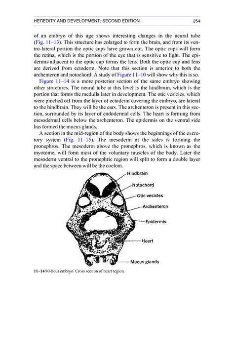 11 Gastrulation And Organ Formation Heredity And Development Second