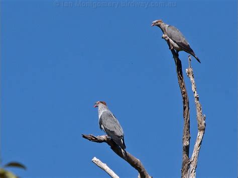 Topknot Pigeon photo image 9 of 9 by Ian Montgomery at birdway.com.au