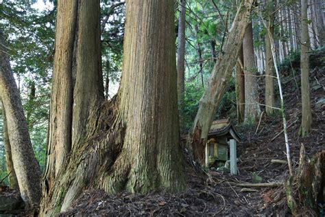 田辺市内の巨樹・古木 和歌山県内の巨樹・古木を訪ねて。