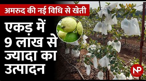 अमरुद की खेती की नई विधि Guava Farming Single Layer Trellis Method Peru Farming News Potli