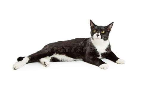 Black And White Tuxedo Cat Lying Down Stock Image Image Of Mixed