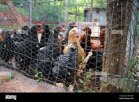 Flock Of Chickens In Chicken Run Stock Photo Alamy