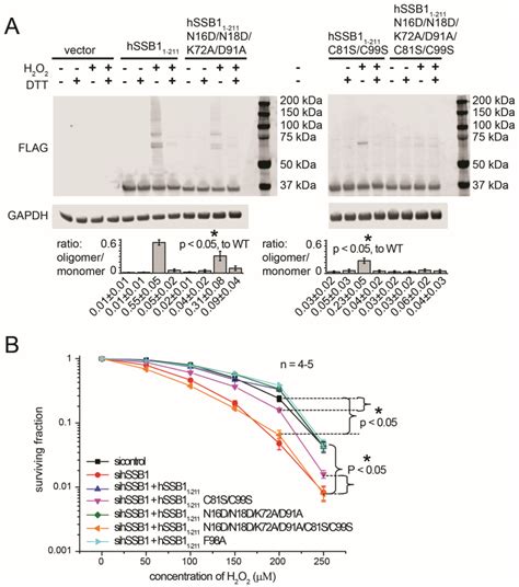 A Data Driven Structural Model Of Hssb Nabp Obfc B Self