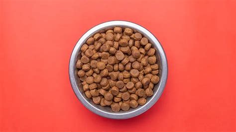 top kibble myths busted pet suites