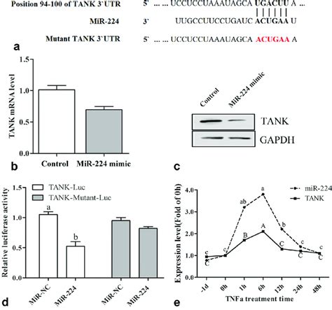 The TANK Gene Is A Target Of MiR 224 A Prediction Analysis