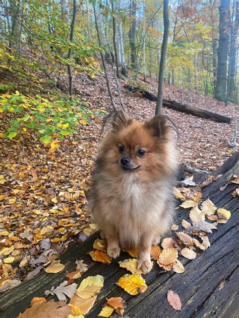 Adlershofer Wald Spitze Pomeranian Zwergspitz Welpen