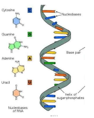 RNA Structure, Functions and Types