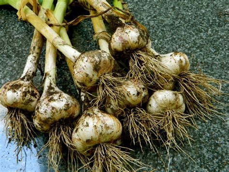 GrowingPhasesFarm: Garlic harvesting