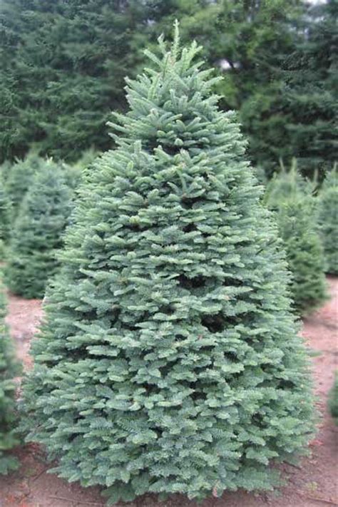 Noble Fir: Stunning Evergreen that Serves a Vital Ecological Role