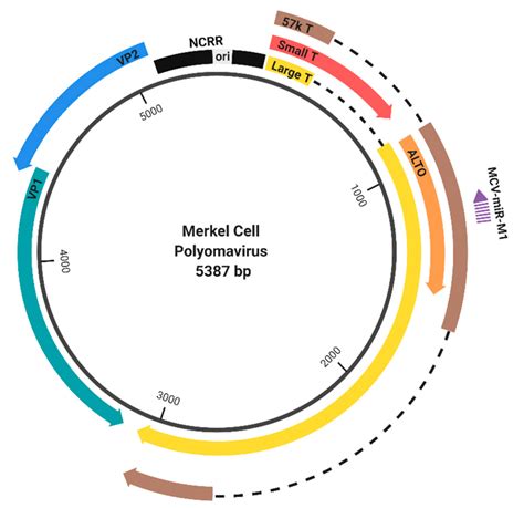 Genome Organization Of Merkel Cell Polyomavirus Mcpyv The Mcpyv